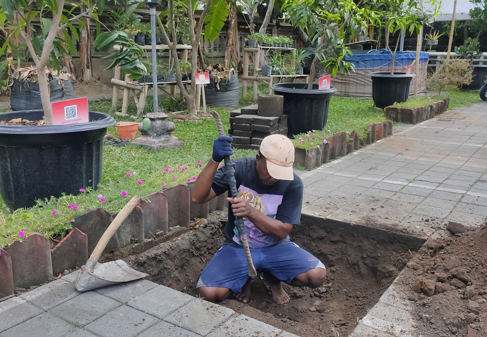 podiumnews.com-Kantor Camat Denpasar Barat Olah Sendiri Sampah Organik